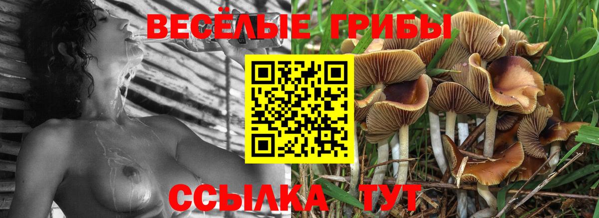 Псилоцибиновые грибы Cubensis  Вход с VPN  Обнинск 